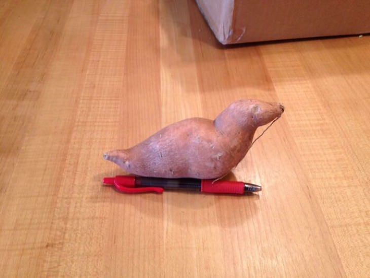 Oddly Shaped Fruits and Veggies potato seal 