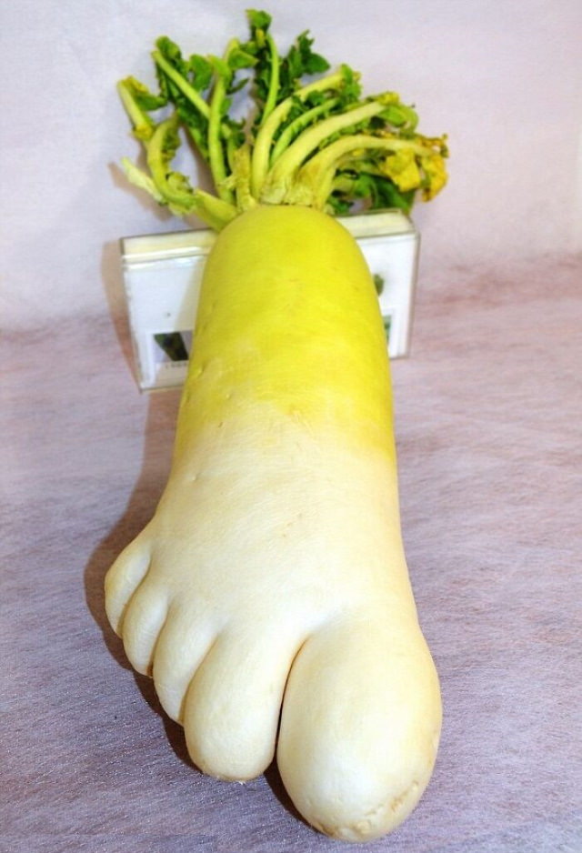 Oddly Shaped Fruits and Veggies radish foot