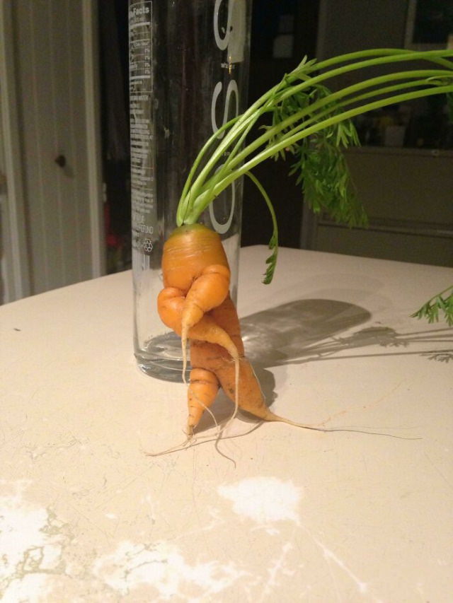 Oddly Shaped Fruits and Veggies carrot mean