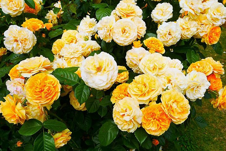 Low Maintenance Rose Varieties, 'Julia Child'