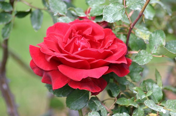 Low Maintenance Rose Varieties,  ‘Don Juan’