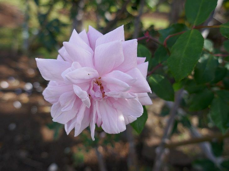 Low Maintenance Rose Varieties, 'Cecile Brunner'