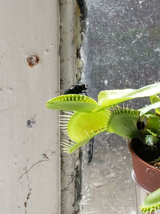 Funny Fails Venus fly trap