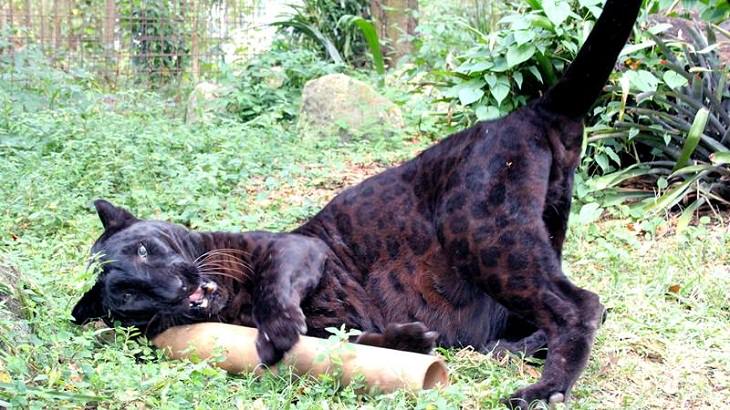 Big Cats, jaguar