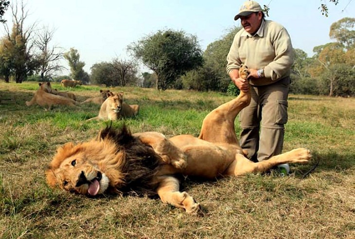 Big Cats, foot rubs