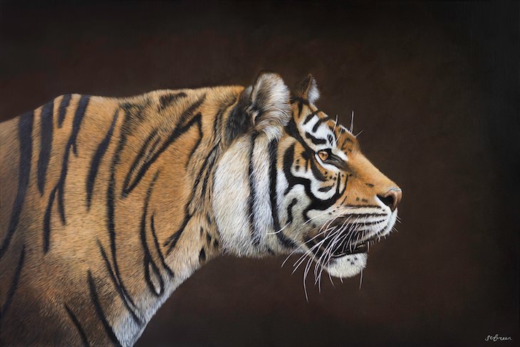 Brilliantly Detailed Animal Portraits by Sophie Green tiger