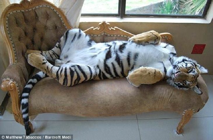 Big Cats, nap