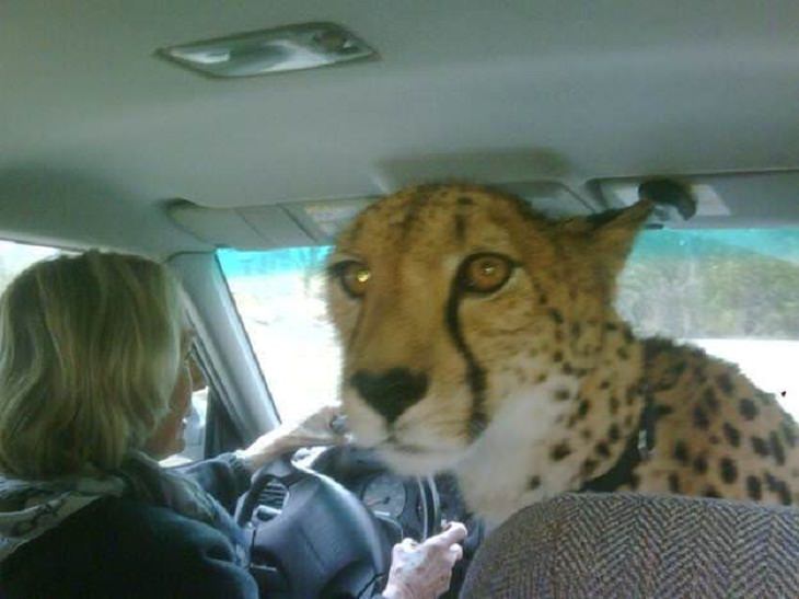 Big Cats, car ride, cheetah