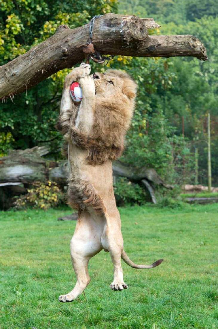 Big Cats, lion, toy