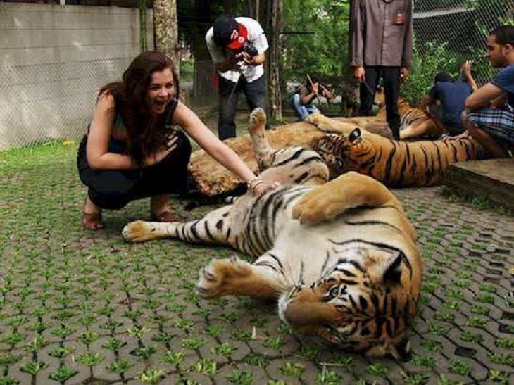 Big Cats, belly rub