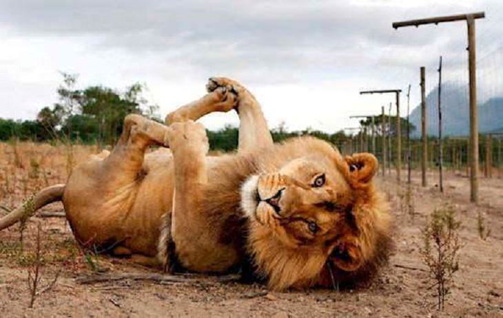 Big Cats, lion 