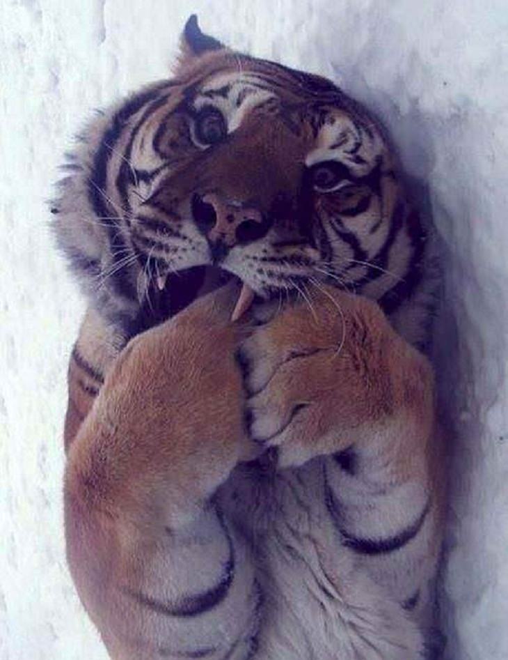 Big Cats, tiger