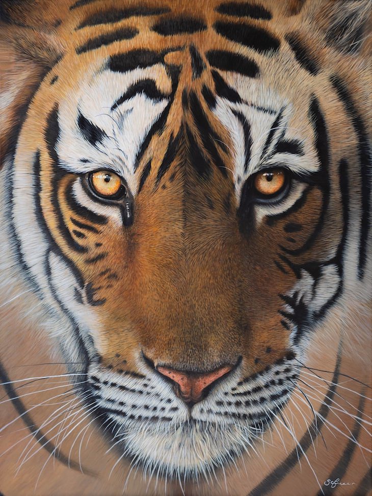 Brilliantly Detailed Animal Portraits by Sophie Green tiger