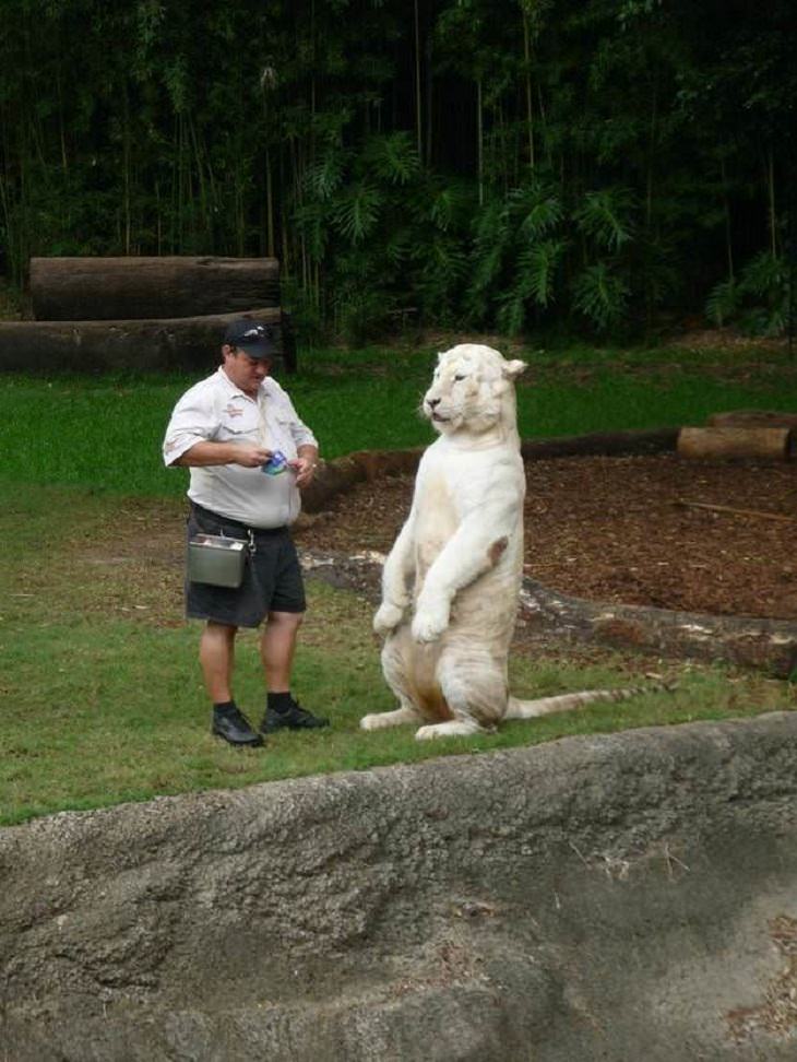 Big Cats, lunch