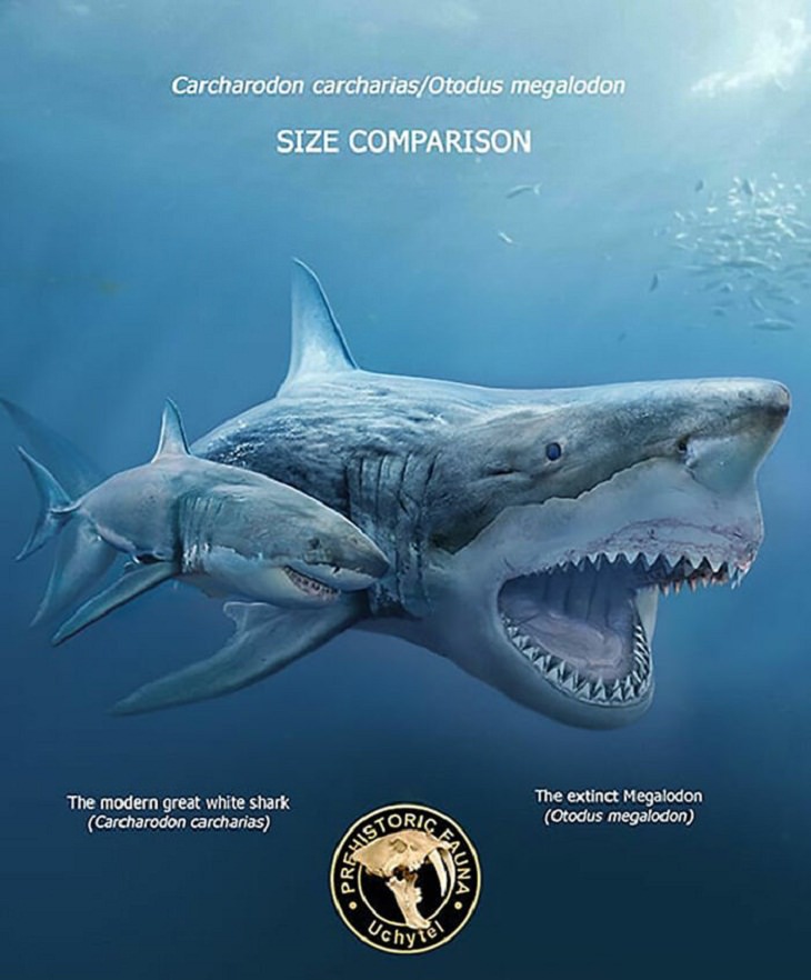 Prehistoric Animals and Their Modern Counterparts, shark