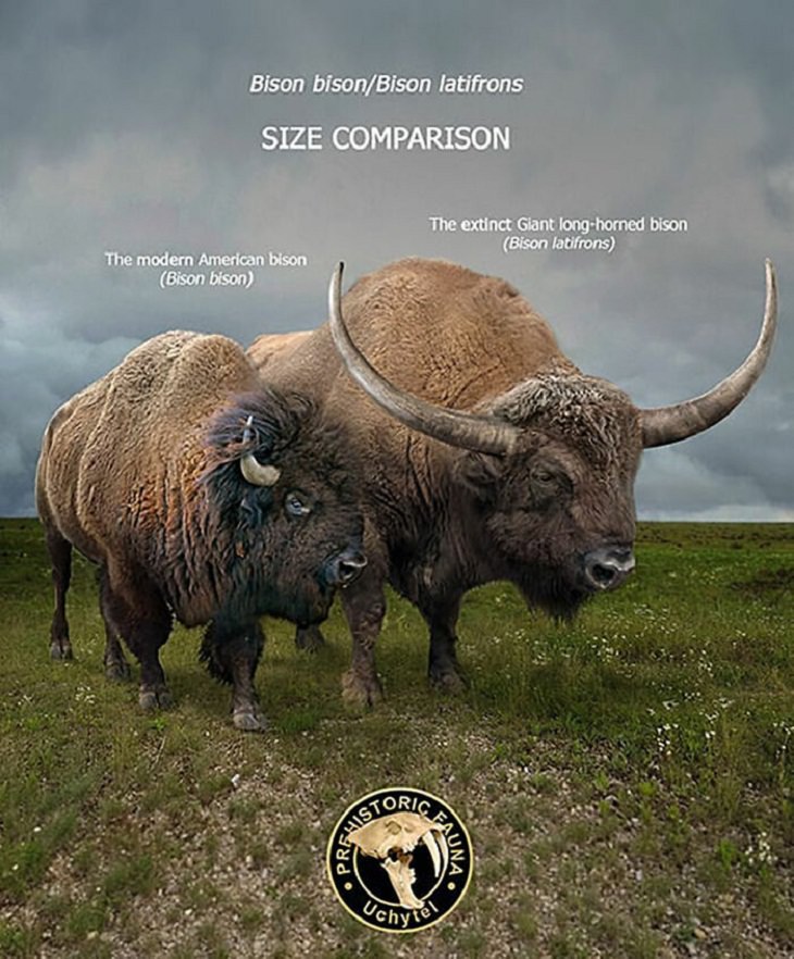 Prehistoric Animals and Their Modern Counterparts, bison