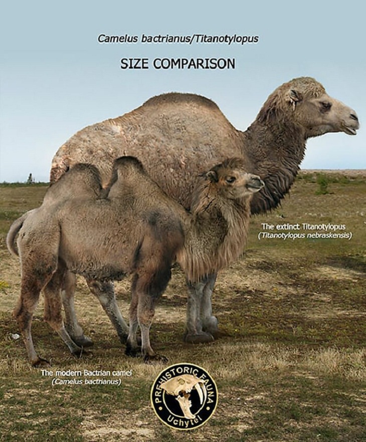 Prehistoric Animals and Their Modern Counterparts, camel