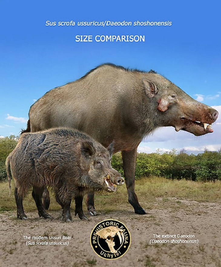 Prehistoric Animals and Their Modern Counterparts, boar