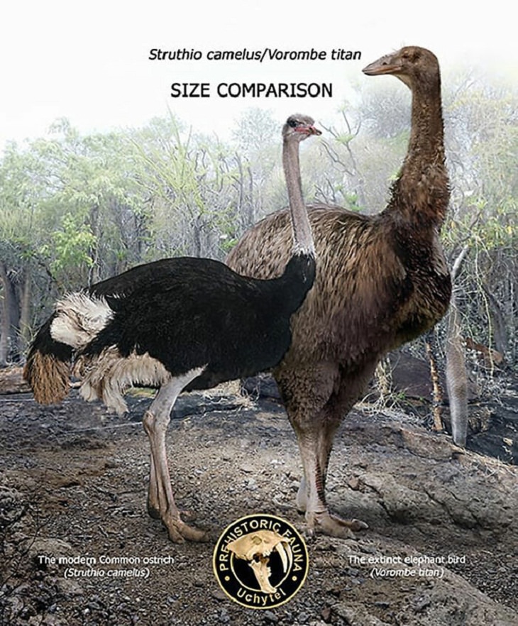 Prehistoric Animals and Their Modern Counterparts, ostrich
