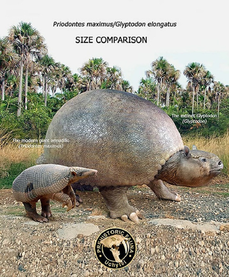 Prehistoric Animals and Their Modern Counterparts, armadillo