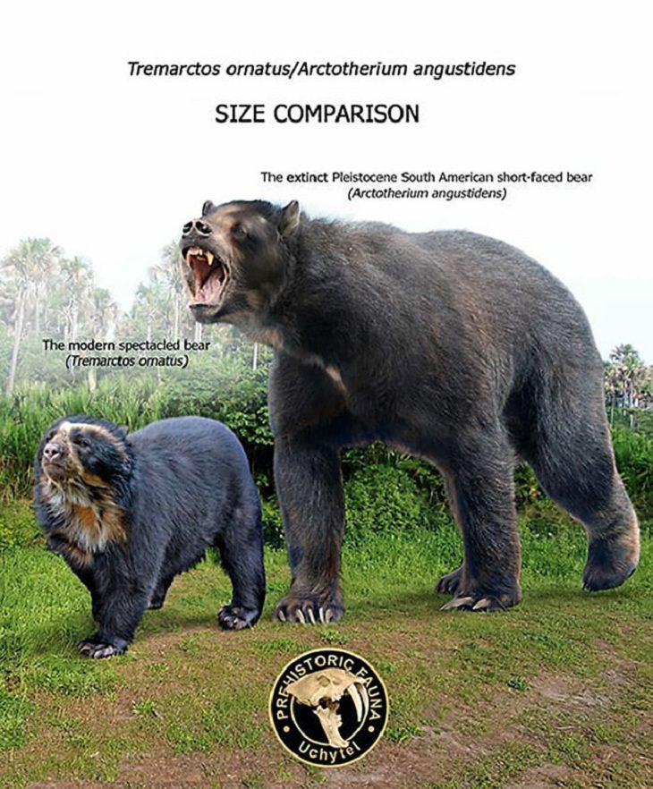 Prehistoric Animals and Their Modern Counterparts, bear
