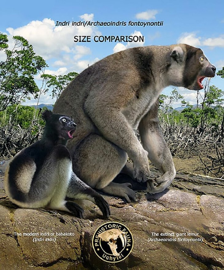 Prehistoric Animals and Their Modern Counterparts, lemur