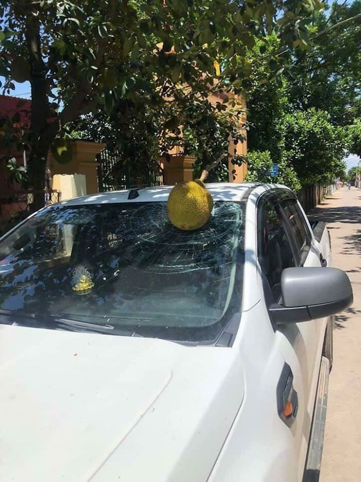 17 Times Extreme Weather  Ruined People’s Day durian smashes car windshield