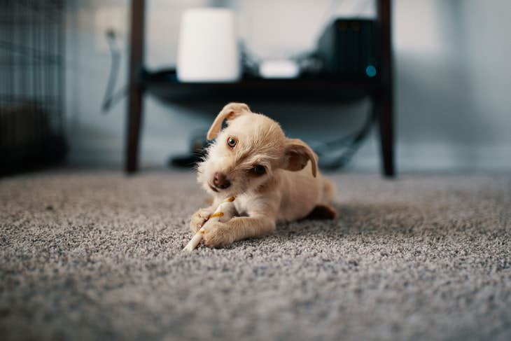 Items Contaminated by PFAS dog on carpeting