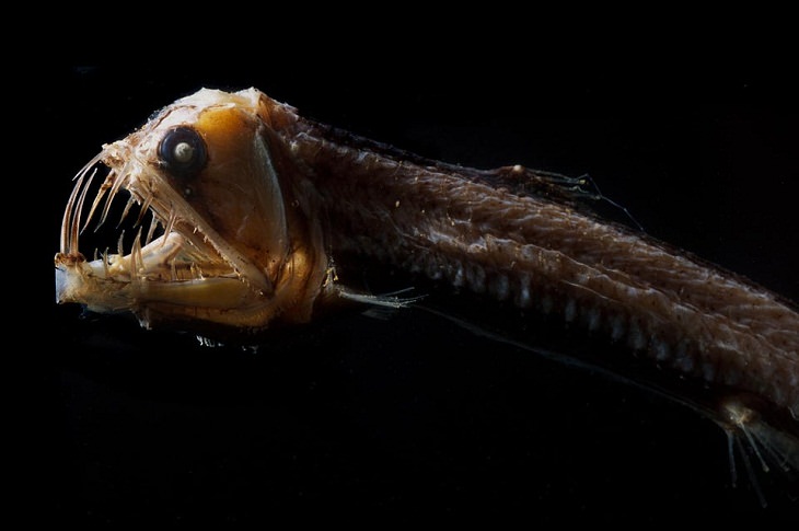 Deadly Animals Found in Australia, Viperfish