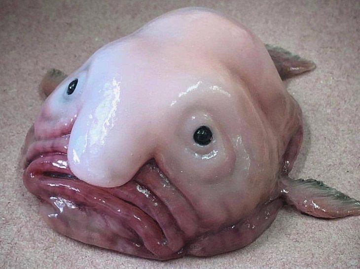 Deadly Animals Found in Australia, Blobfish