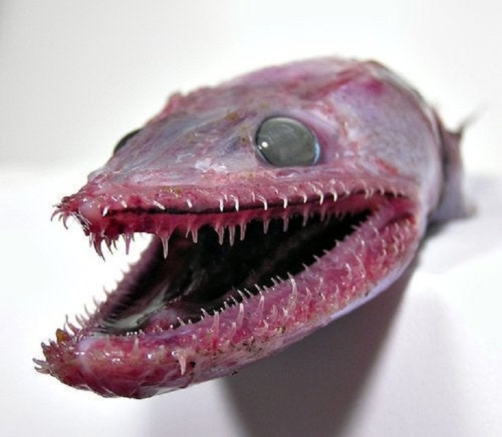 Deadly Animals Found in Australia, Deep Sea Lizardfish
