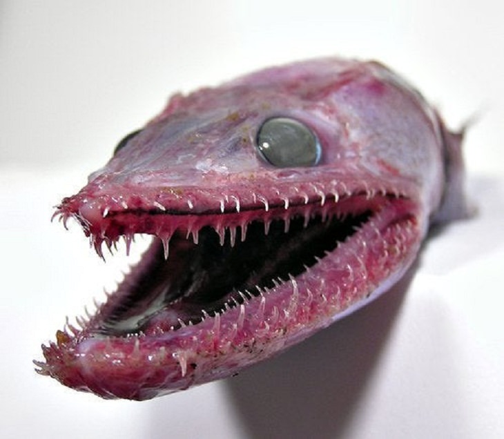 Abyssal Spider Fish