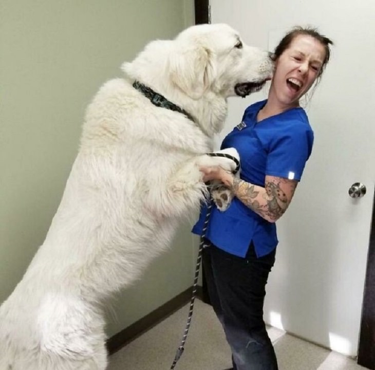 Photos of Vets With Cute Pets, dog