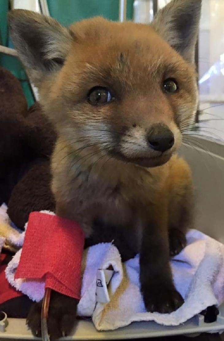 Photos of Vets With Cute Pets, baby fox