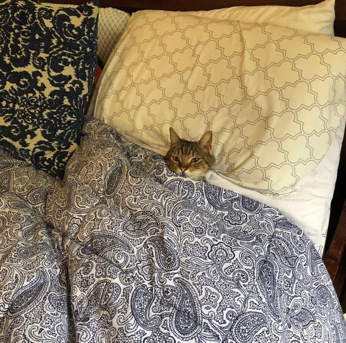 Adorable Cozy Cats All Tucked In