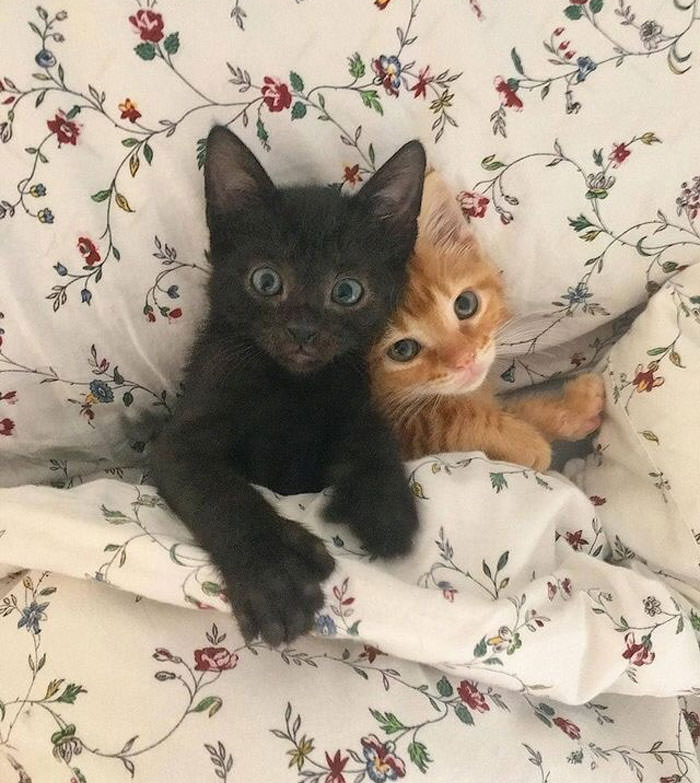 Adorable Cozy Cats All Tucked In