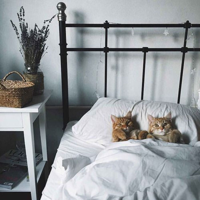 Adorable Cozy Cats All Tucked In