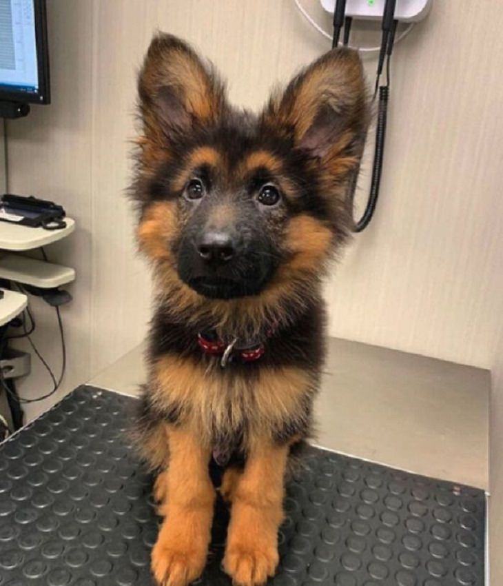 Photos of Vets With Cute Pets, dog