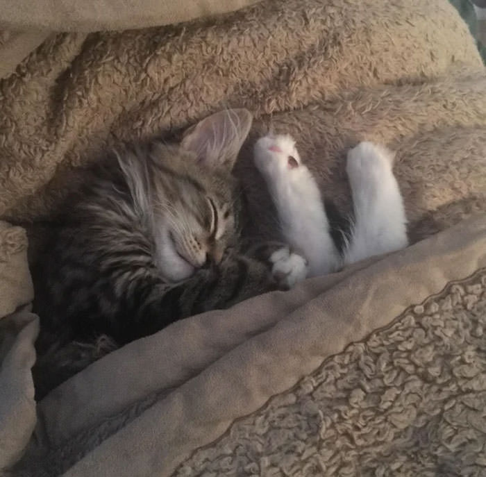 Adorable Cozy Cats All Tucked In