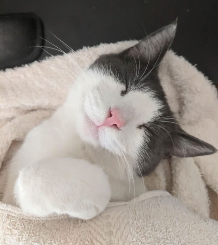 Tucked in buddies : r/tuckedinkitties