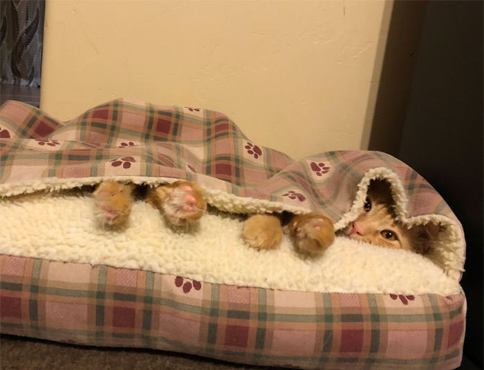 Adorable Cozy Cats All Tucked In