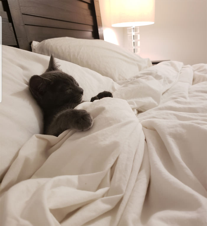 Adorable Cozy Cats All Tucked In