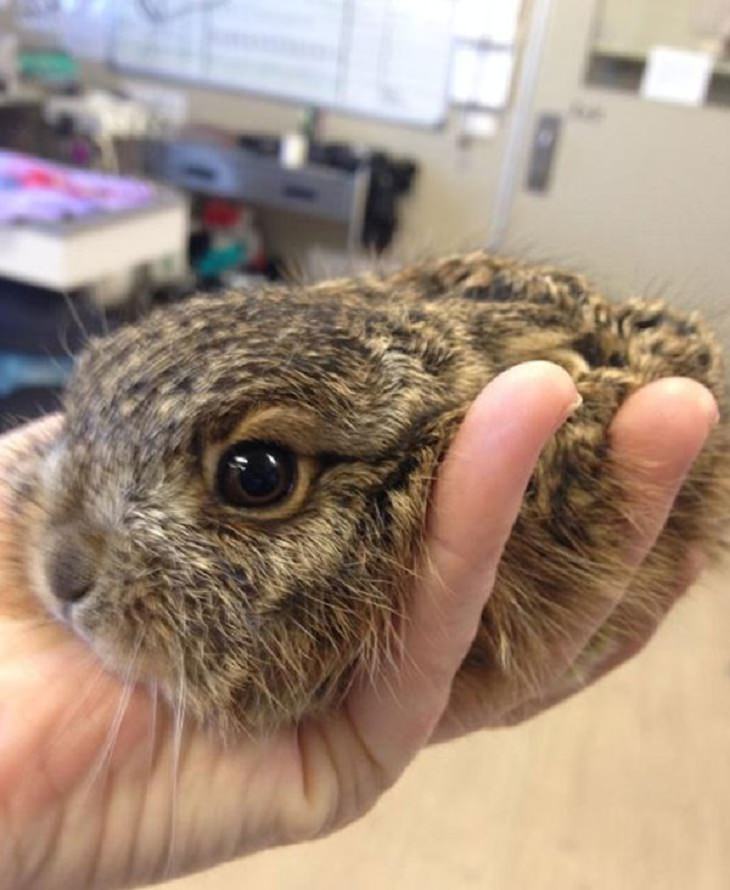 Photos of Vets With Cute Pets, hare