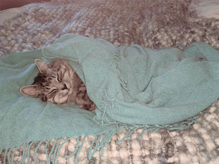 Adorable Cozy Cats All Tucked In