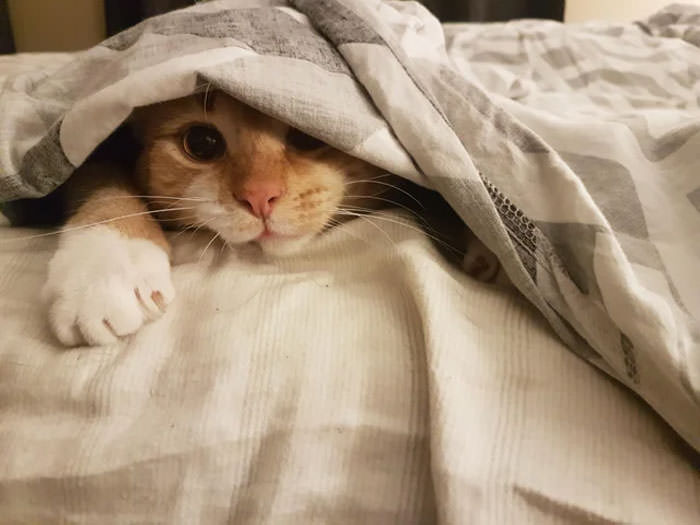 Adorable Cozy Cats All Tucked In