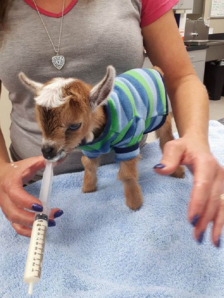 Photos of Vets With Cute Pets, baby goat