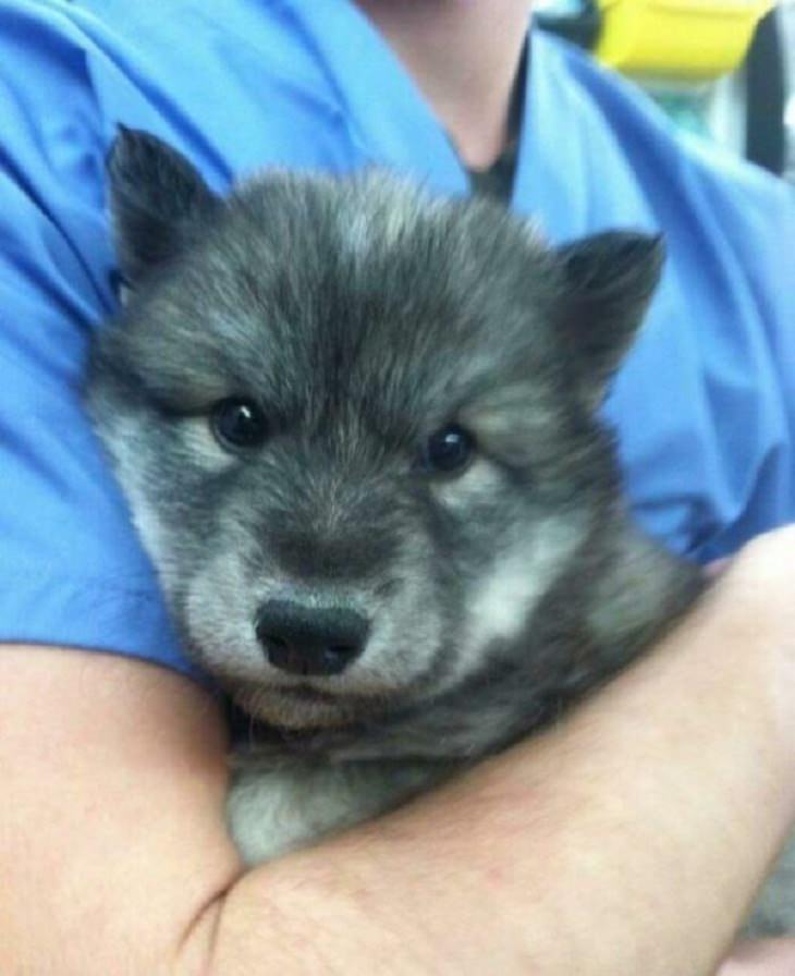 Photos of Vets With Cute Pets,  wolf puppy