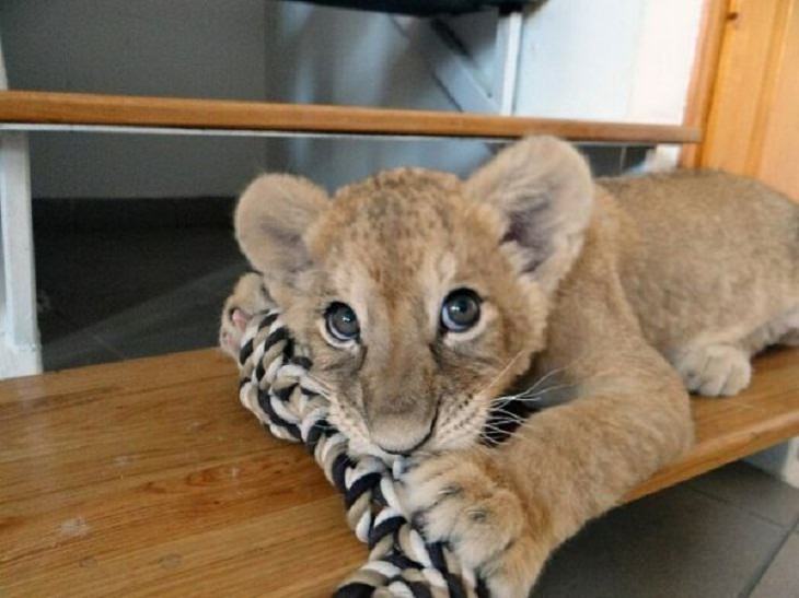 Photos of Vets With Cute Pets, lion cub