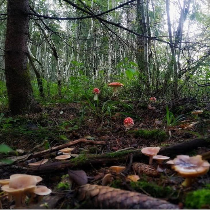 Life In Norway in 14 Fascinating Images forest