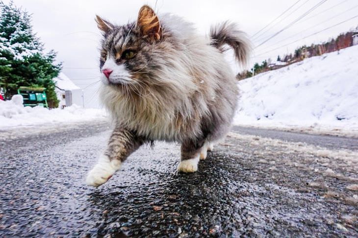 Life In Norway in 14 Fascinating Images Norwegian forest cat
